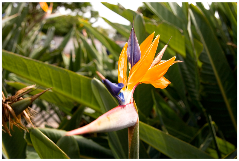 Strelitzia Tropical Arrangement