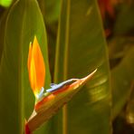 Strelitzie beim Sonnenbaden