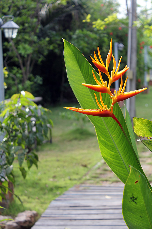 Strelitzie in Thailand von Andy C. W. 