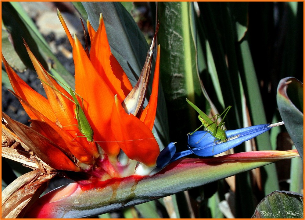 Strelitzie - Paradiesvogelblume