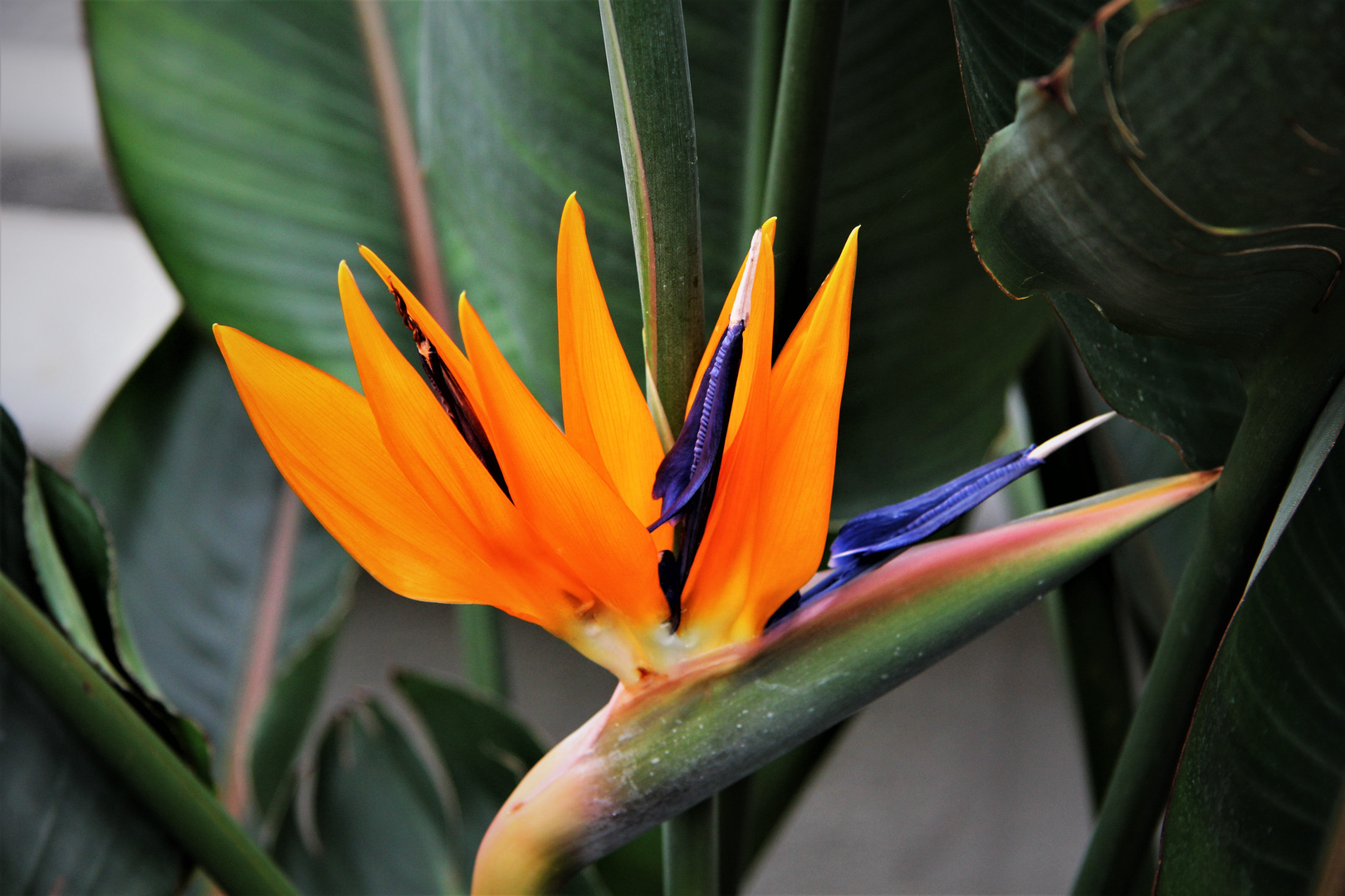 Strelitzie - Paradiesvogelblume (Strelitzia reginae)