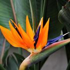 Strelitzie - Paradiesvogelblume (Strelitzia reginae)