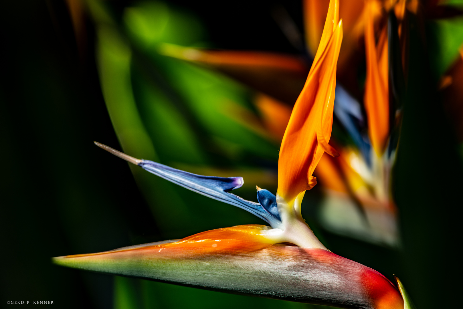 Strelitzie - Paradisvogelblume - Papageienblume