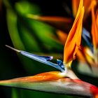 Strelitzie - Paradisvogelblume - Papageienblume