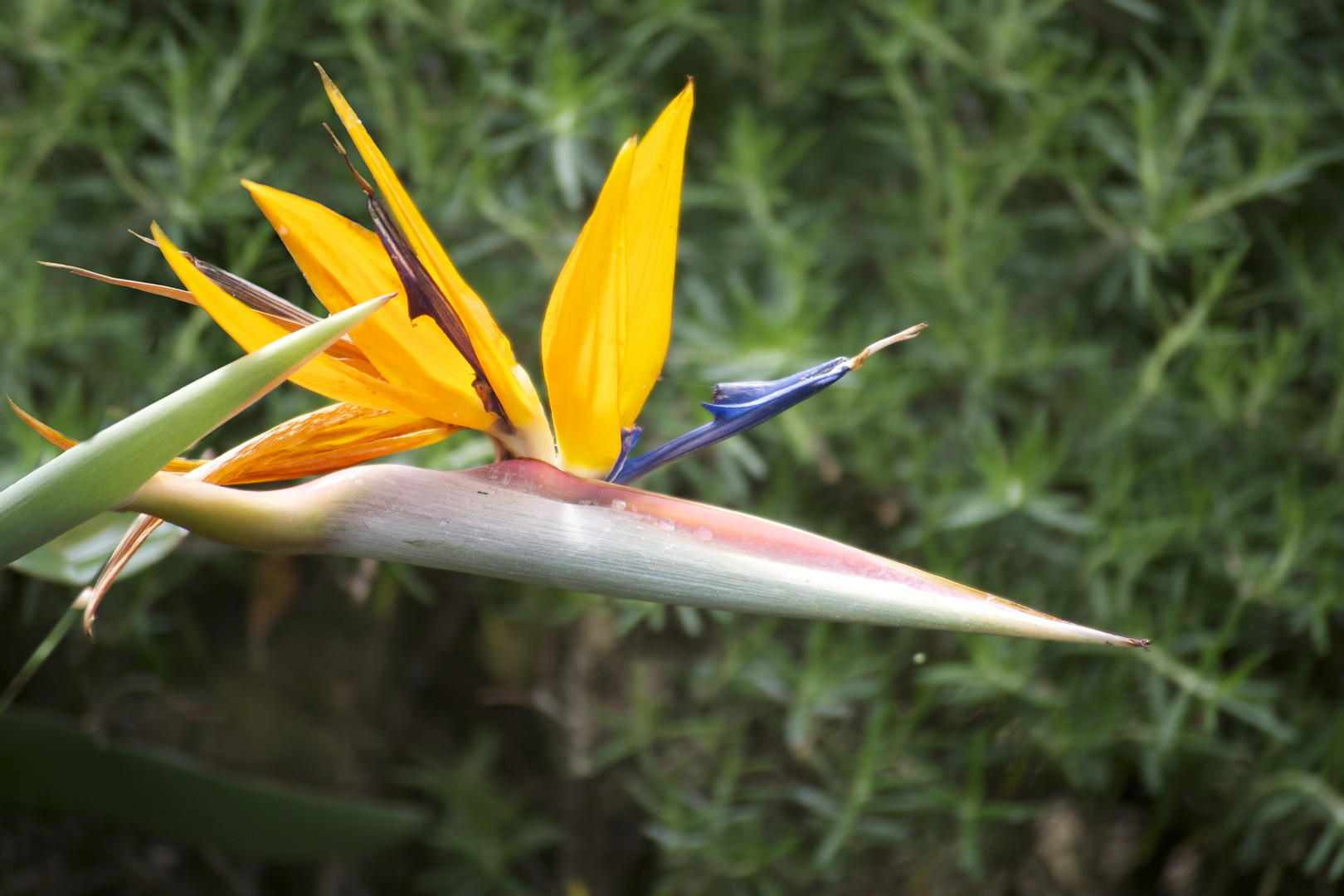 strelitzie reginae - Praradiesvogelblume