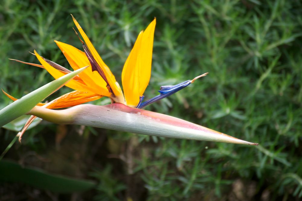 strelitzie reginae - Praradiesvogelblume