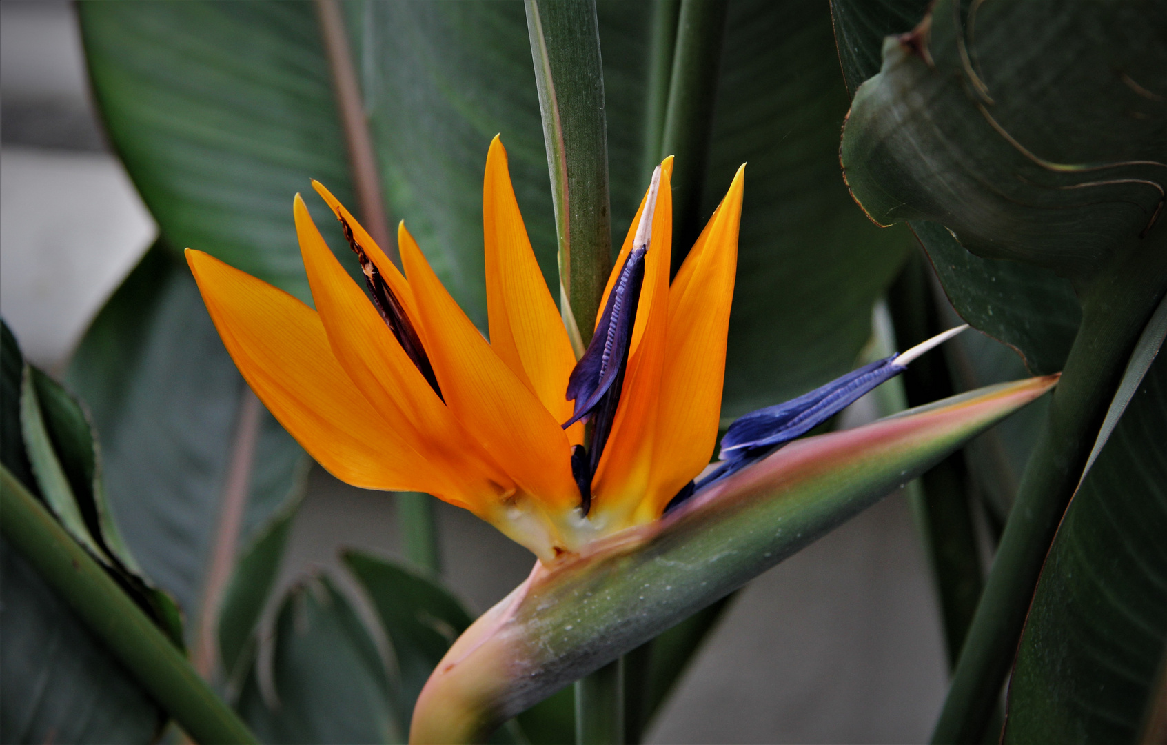 Strelitzie (Strelitzia)