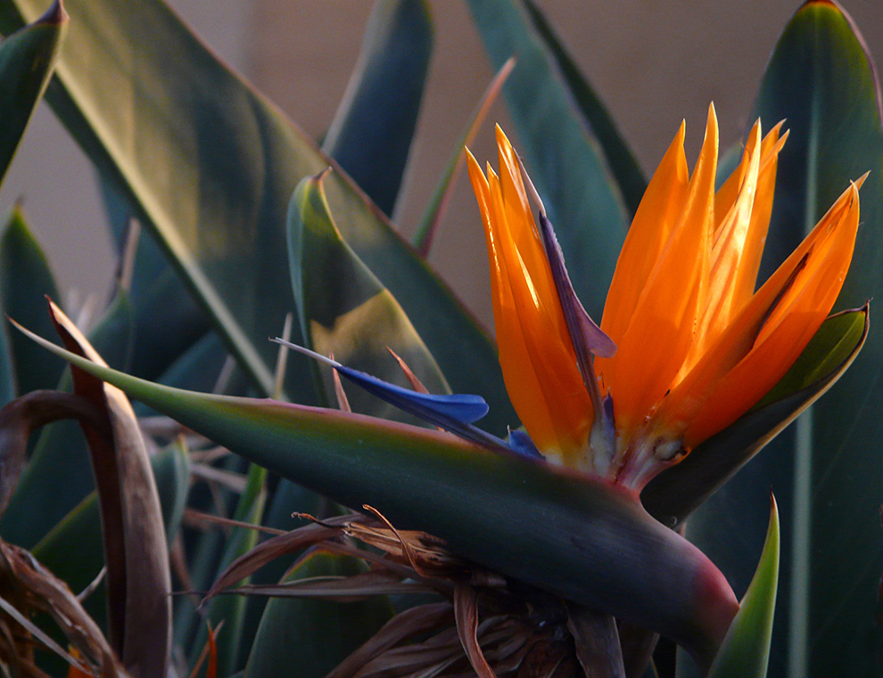 Strelitzie (Strelitzia reginae)