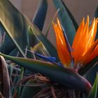 Strelitzie (Strelitzia reginae)