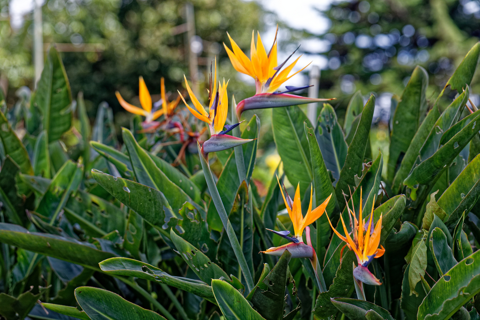 Strelitzien Foto & Bild | north america, central america, pflanzen ...