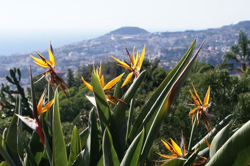 Strelitzien im Botanischen Garten von Funchal