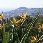 Strelitzien im Botanischen Garten von Funchal