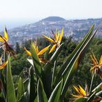 Strelitzien im Botanischen Garten von Funchal