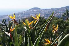 Strelitzien im Botanischen Garten von Funchal