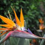 Strelizie auf Madeira