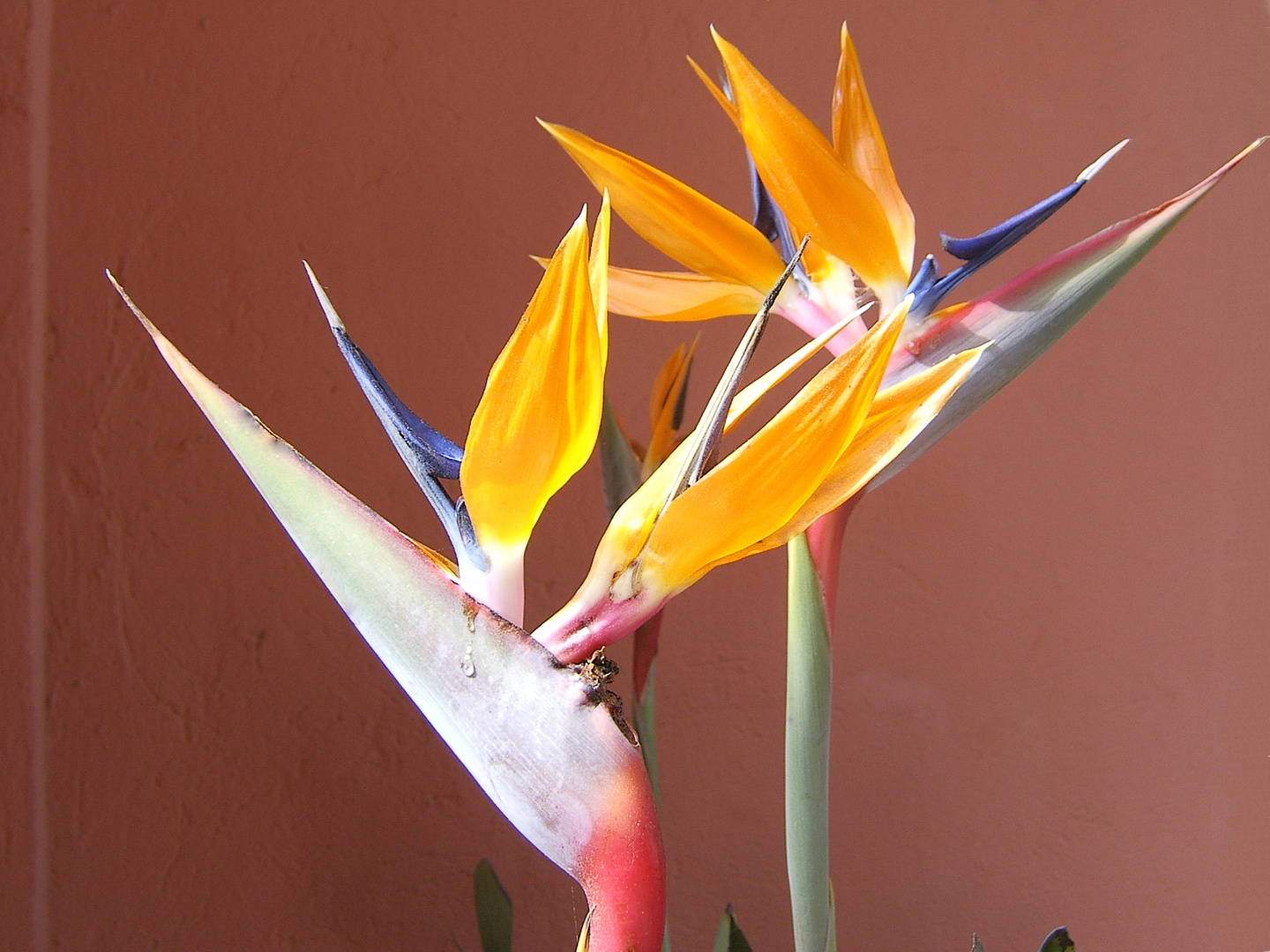 Strelizie Foto & Bild stillleben, arrangierte szenen, blüte Bilder