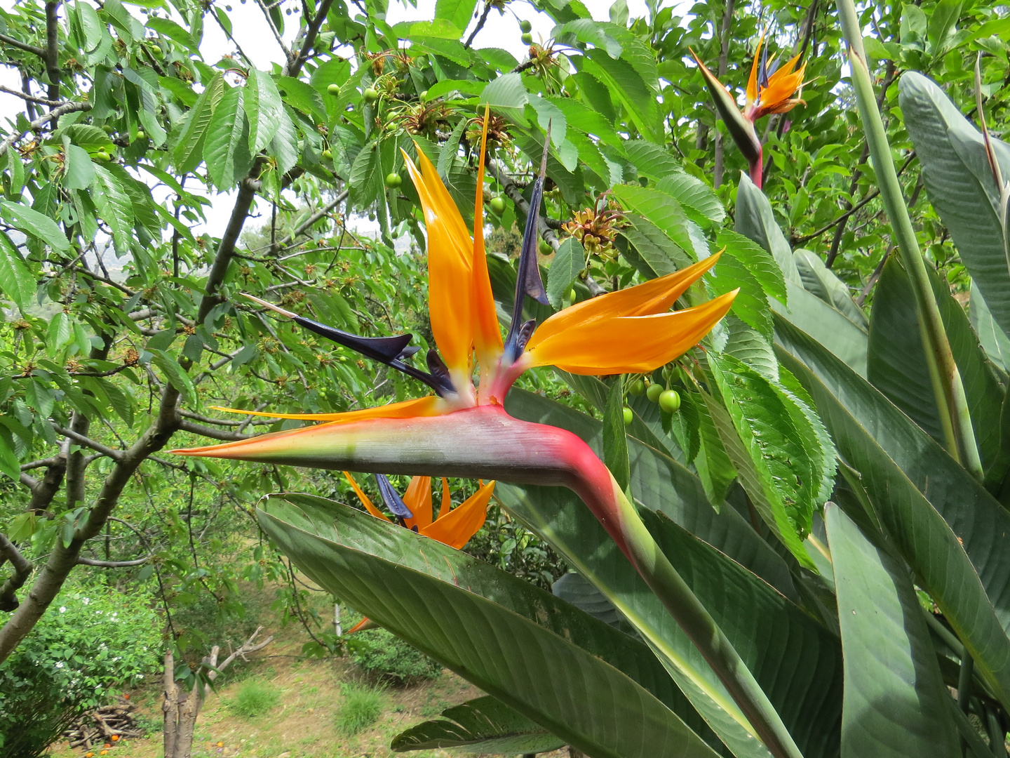 Strelizie im Botanical Garden Kreta