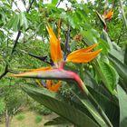 Strelizie im Botanical Garden Kreta