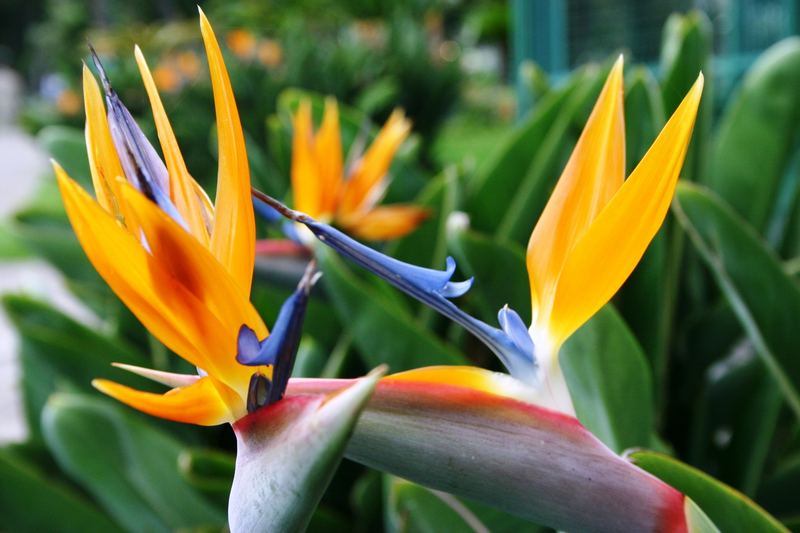 Strelizie im Stadtpark von Funchal