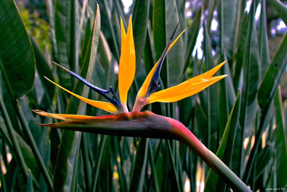 Strelizie – Paradiesvogelblume