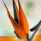 Strelizie - Strelitie - strelitzia reginae