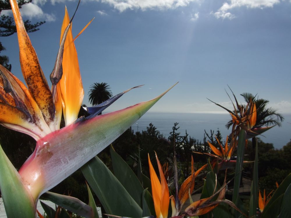 Strelizien auf Madeira