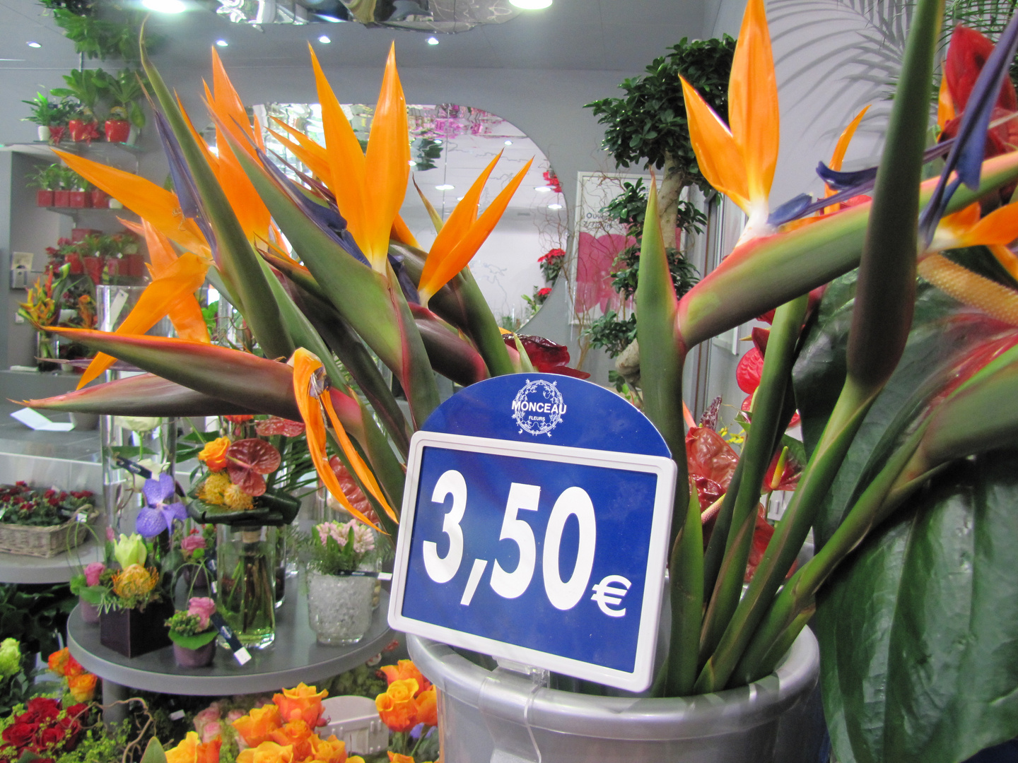 Strelizien Blumenladen in France Frankreich loewe-promotion.de
