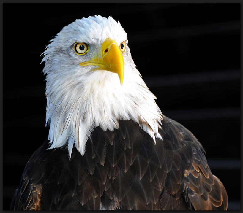 Streng schauender Weißkopfseeadler 