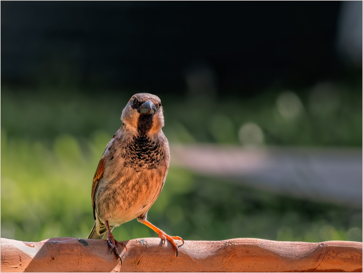 Strenger Blick …