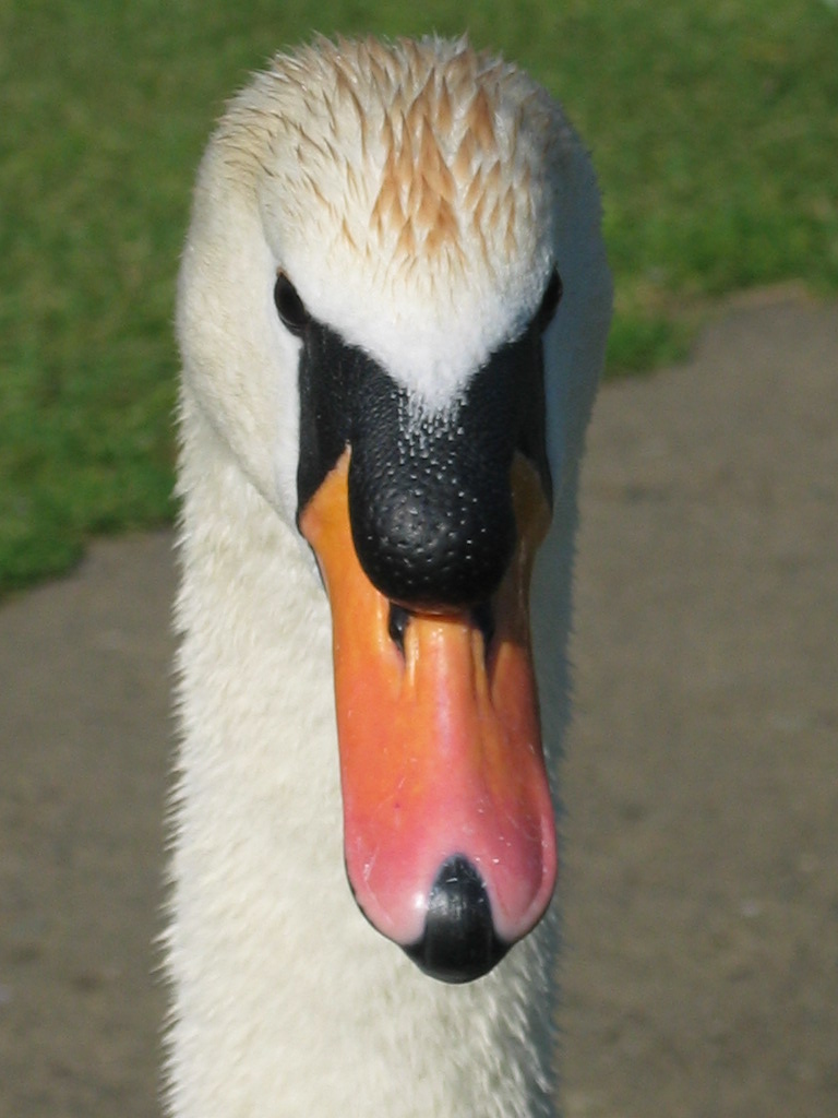 strenger Blick!