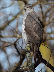 Strenger Blick