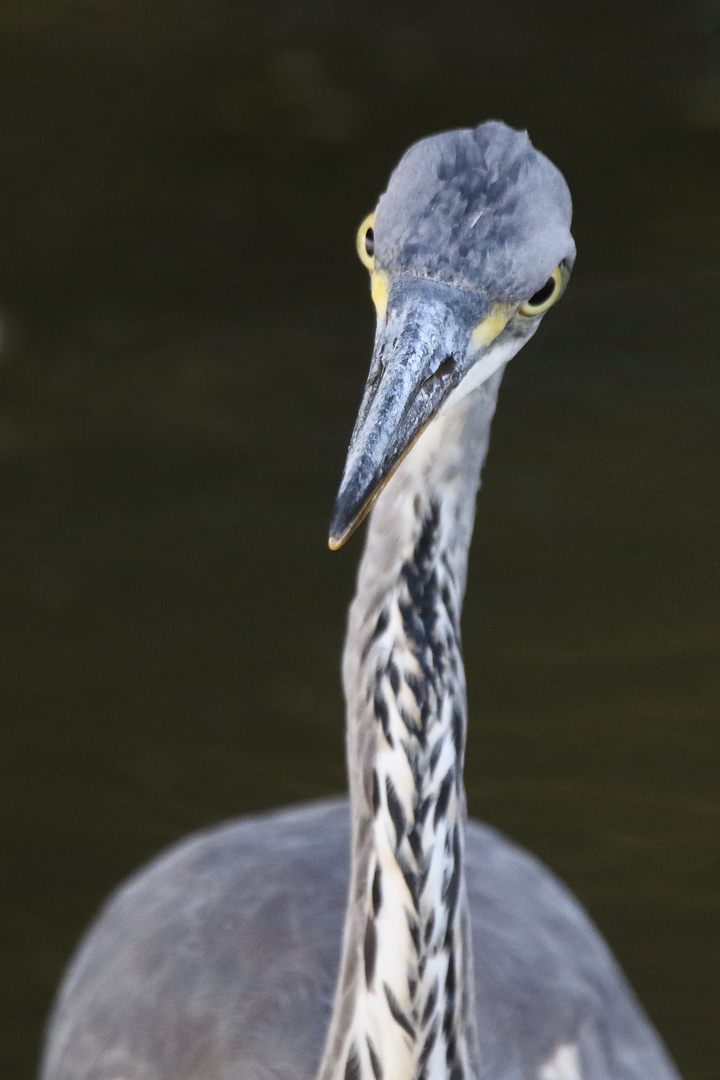 "Strenger Blick"