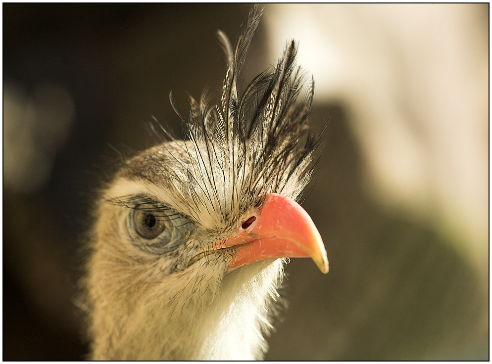 strenger Blick