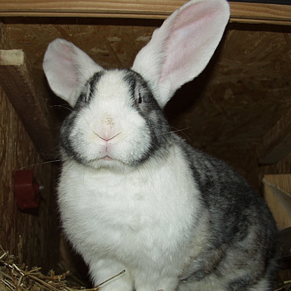 Strenger Hase für Häseken