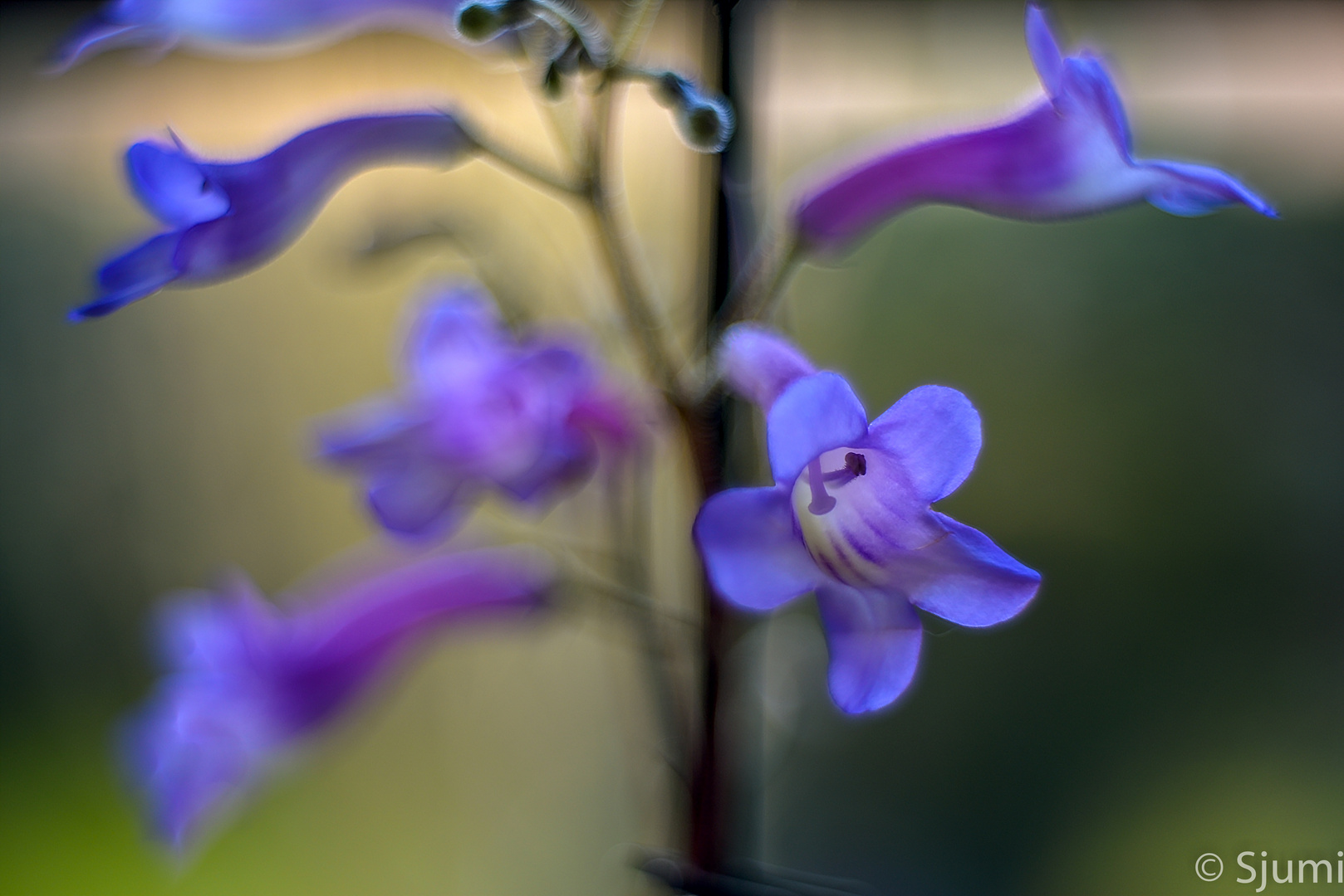 Streptocarpus Blütenzauber