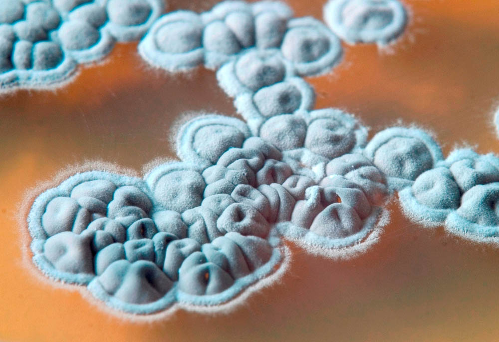 Streptomyces sp. Foto & Bild pflanzen, pilze & flechten, pilze