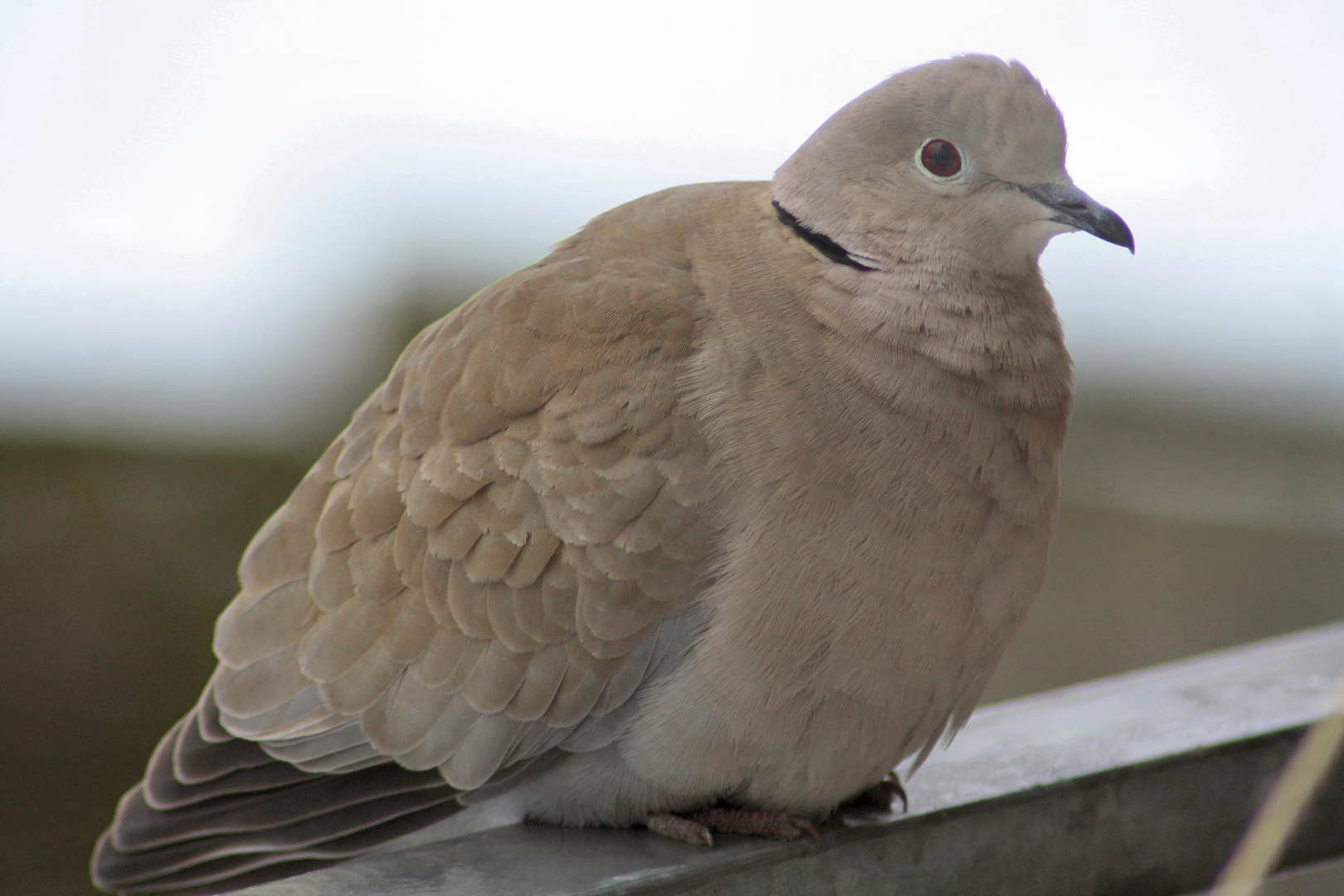 Streptopelia decaocto