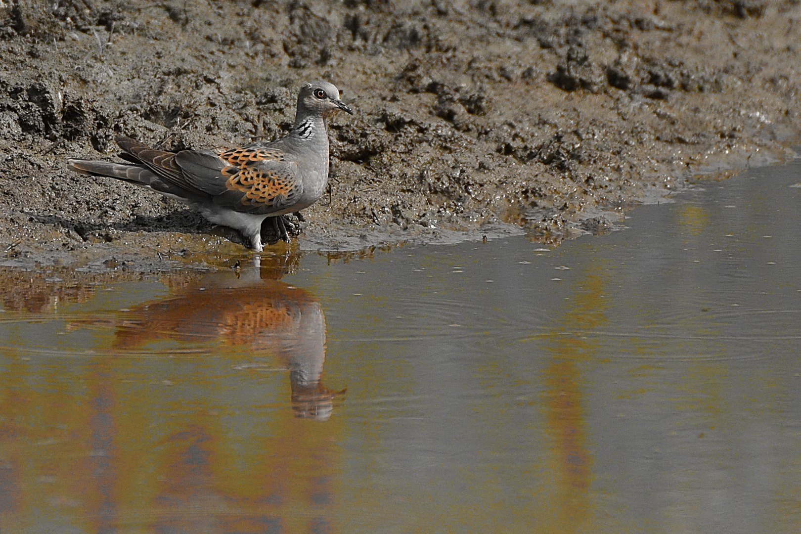 Streptopelia Turtur