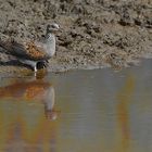 Streptopelia Turtur