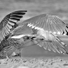 Stress am Strand