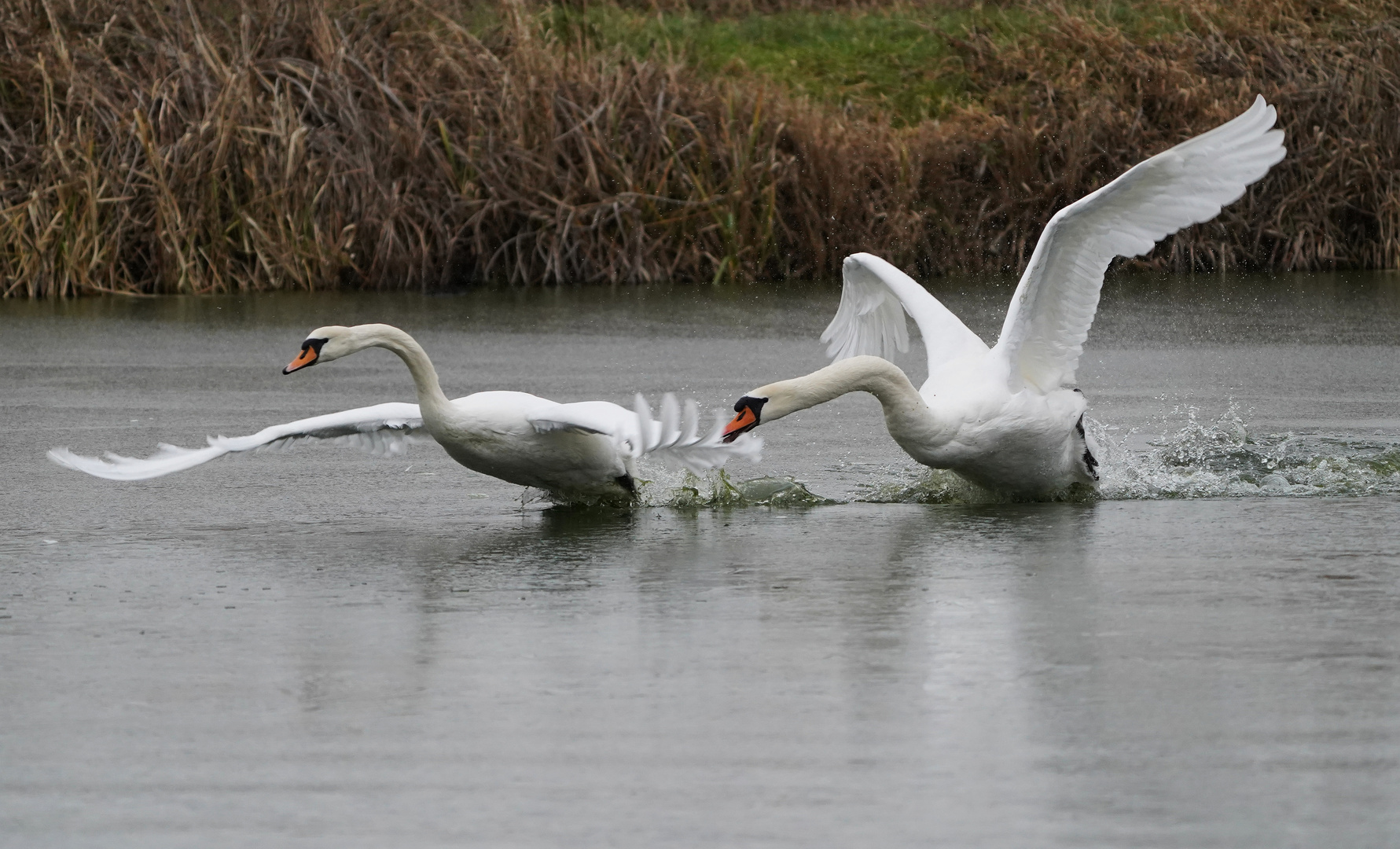 Stress am Teich.