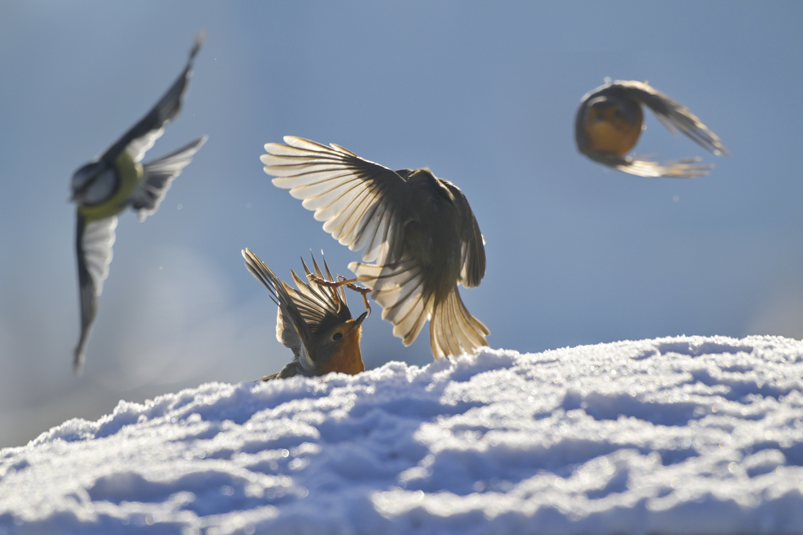 Stress bei den Wildvögel 