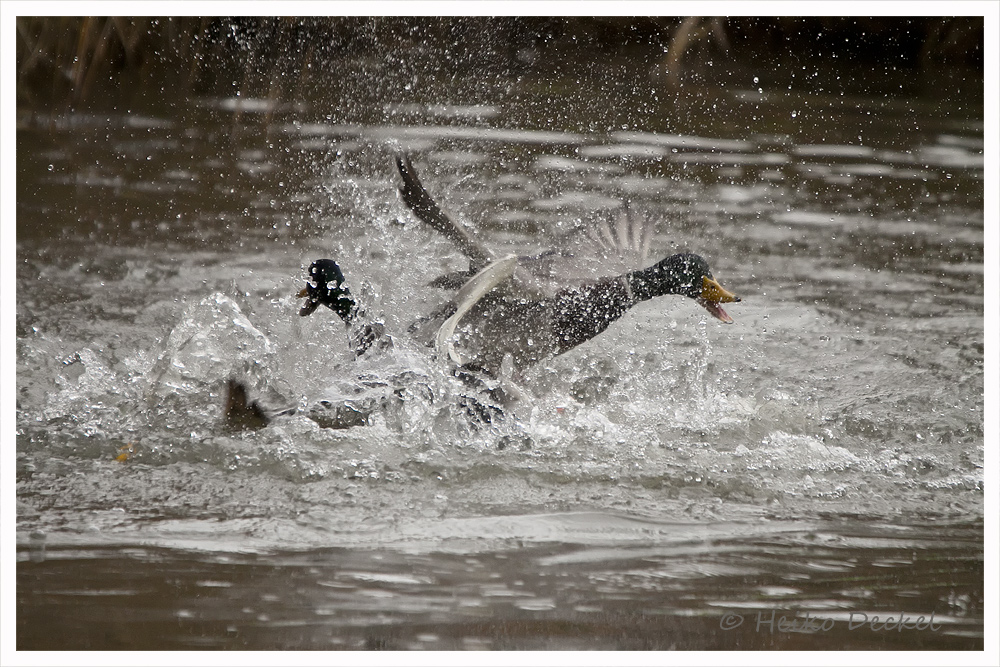 Stress im Teich