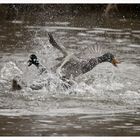 Stress im Teich