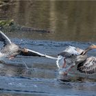 Stress im Vogelparadies.