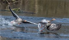 Stress im Vogelparadies.