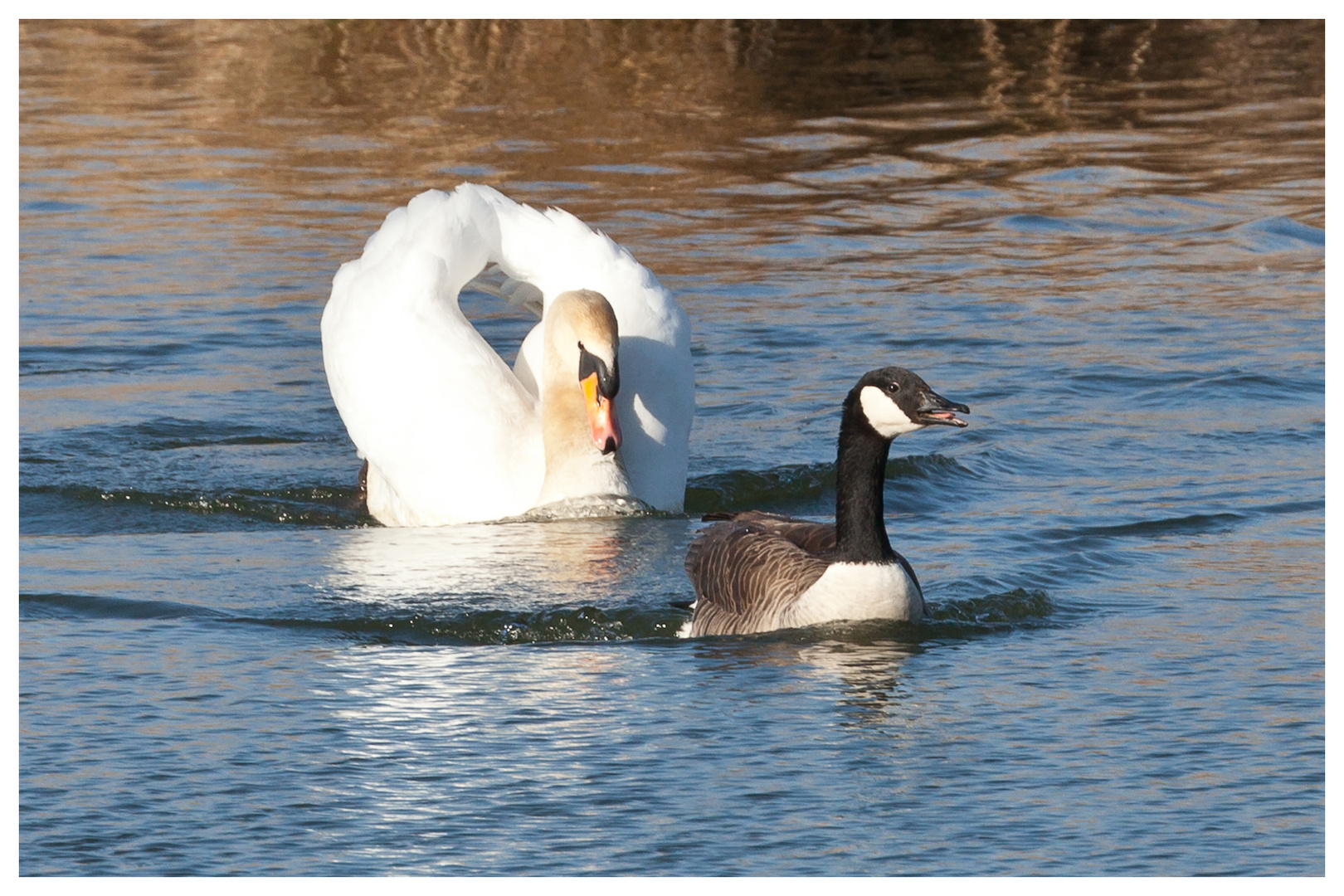 Stress mit dem Schwan... Teil 1 / Attacco del cigno 1