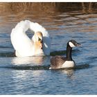 Stress mit dem Schwan... Teil 1 / Attacco del cigno 1