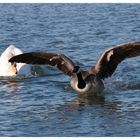 Stress mit dem Schwan... Teil 2 / Attacco del cigno 2