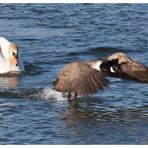 Stress mit dem Schwan... Teil 3 / Attacco del cigno 3